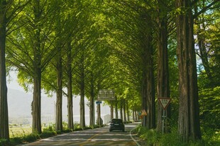 林荫小道