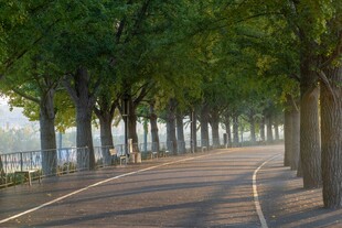 林荫步道