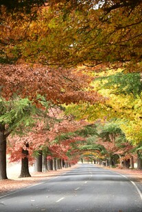 秋日林荫道