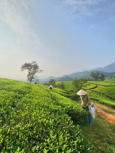 山间茶园美景