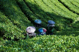 茶园中劳作的采茶人