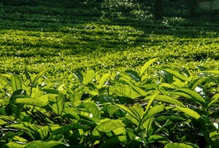 翠绿茶园风光