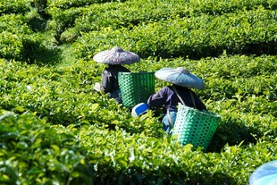 茶园里的采茶工