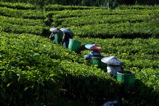 茶园里的采茶工