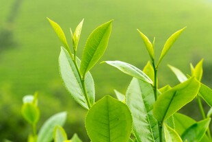 嫩绿茶叶生机盎然