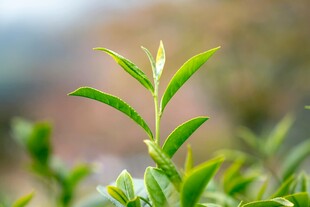 嫩绿茶芽初绽