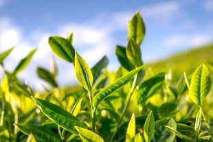 嫩绿茶叶在阳光下的生机