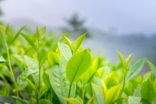 嫩绿茶叶展现清新生机