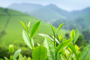 嫩绿茶叶展现清新生机