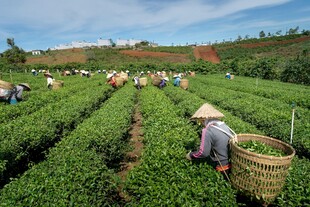 茶园劳作景象