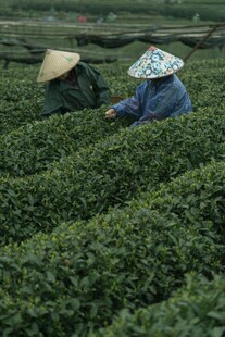 茶园中劳作的两位采茶人
