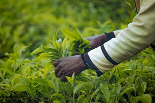 茶农采摘嫩绿茶叶