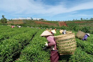 茶园采茶女