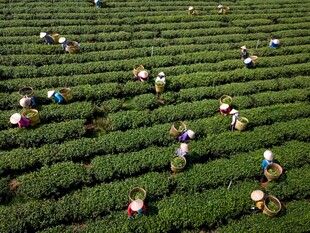 茶园里的采茶工