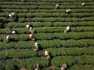 茶园里的采茶人