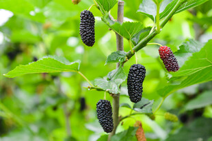 枝头桑葚果实饱满诱人