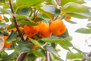 枝头挂满橙黄诱人的柿子