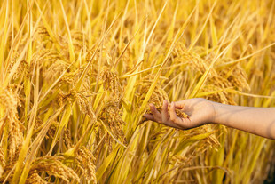 手捧金黄稻谷的丰收景象