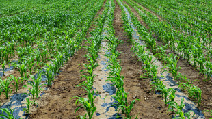 整齐排列的绿色农田