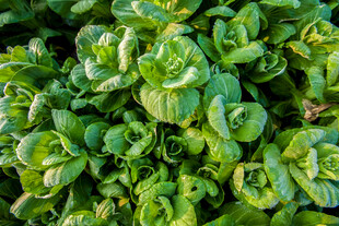 鲜嫩绿叶蔬菜特写