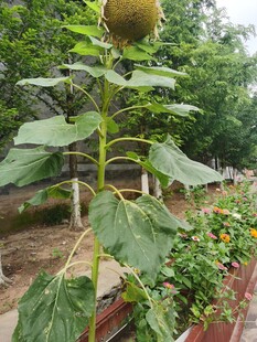 花园中挺立的向日葵植株