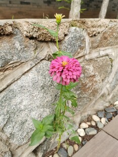 石缝中绽放的艳丽花朵