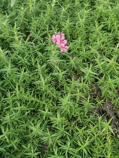 绿草中的粉色小花