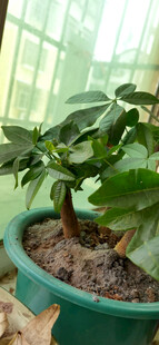 室内绿植盆栽