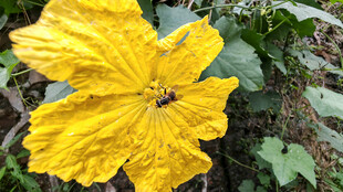 明艳黄色丝瓜花与蜜蜂