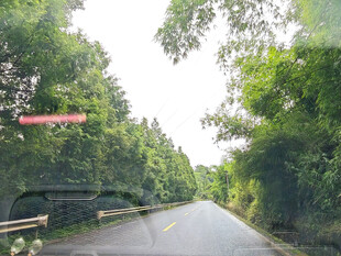 林间静谧公路