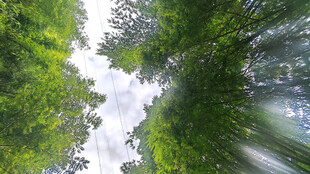 仰视葱郁森林天空美景