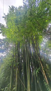 翠绿竹林