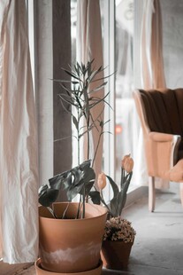 室内绿植与简约家具布置