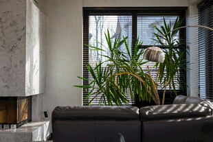 现代客厅内的绿植与沙发