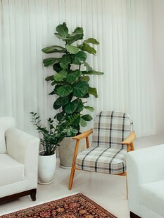 室内绿植与简约家具搭配