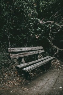 林间旧长椅