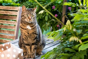 庭院中的斑纹猫咪
