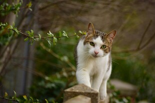 石上漫步的可爱猫咪