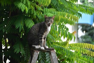 猫咪栖于绿植中的木架上