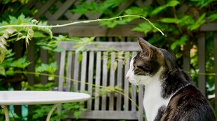 猫咪凝视户外绿植