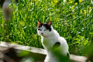 田园中黑白相间的猫咪