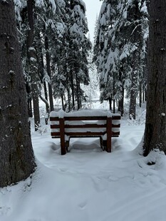 雪林长椅