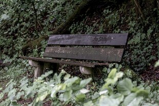 林间旧长椅