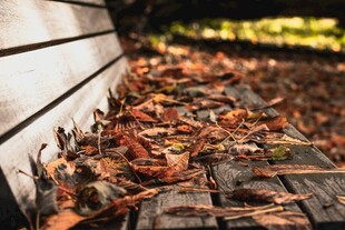 木板上的斑斓落叶