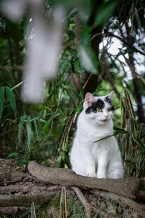 林间萌猫坐枝头