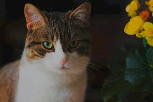 可爱猫咪与明艳花朵相伴