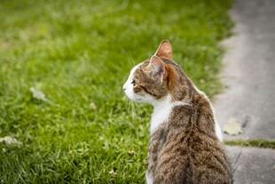 草地上的猫咪