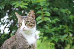 绿荫下的可爱猫咪