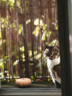 窗边猫咪眺望秋日景致