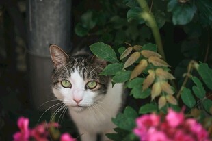 花丛中的可爱猫咪